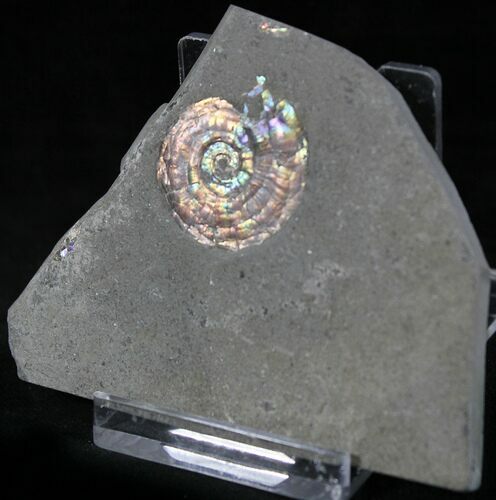 Brilliant Psiloceras Ammonite - England #25818